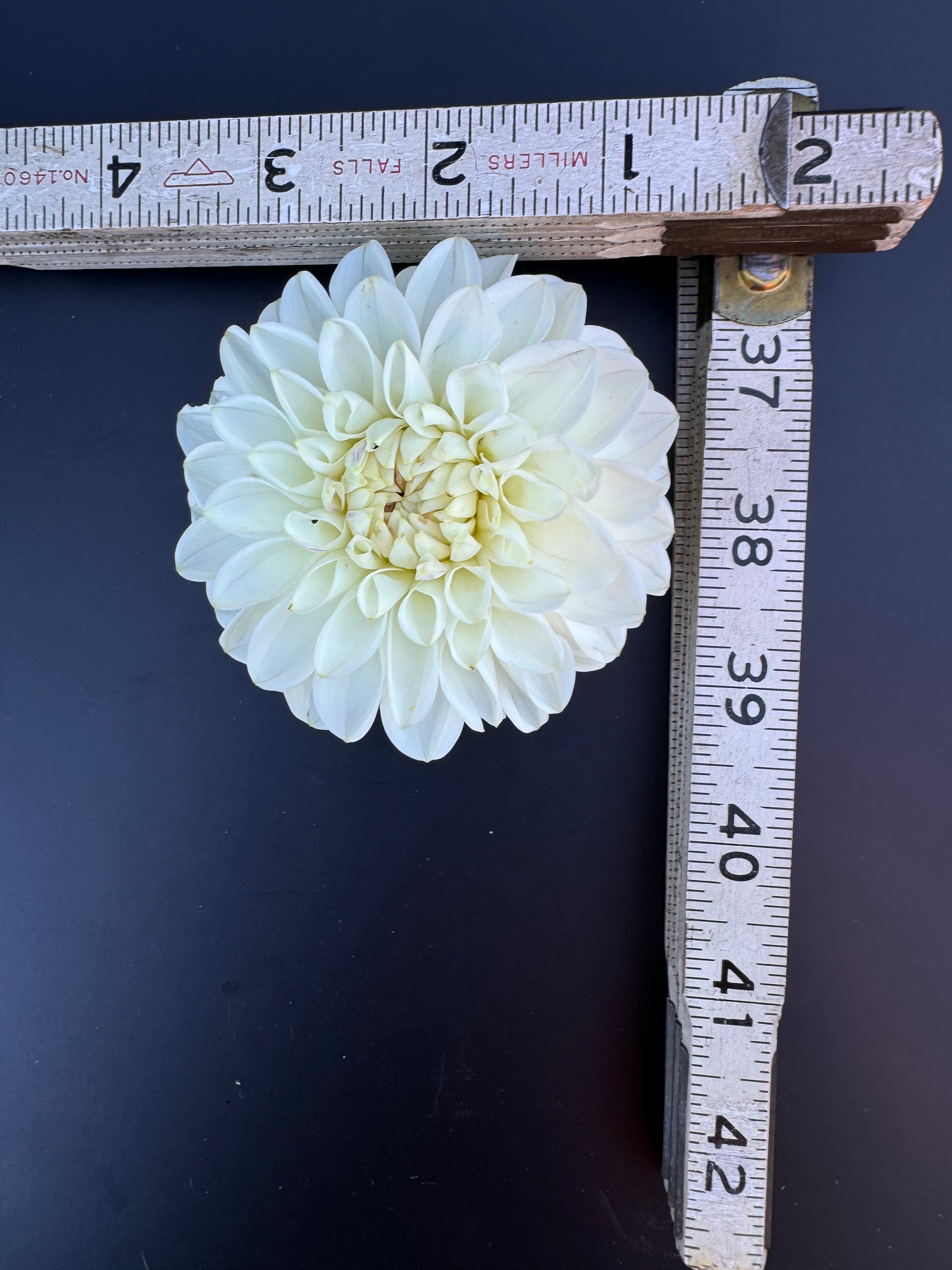 Robann Pristine - Dahlia