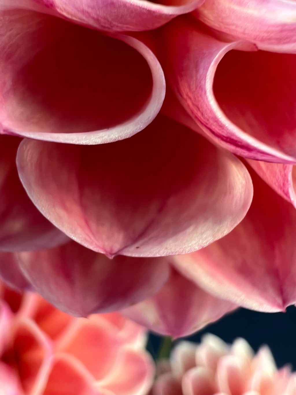 robin hood dahlia bloom with vibrant orange petals, grown from high-quality tubers for sale