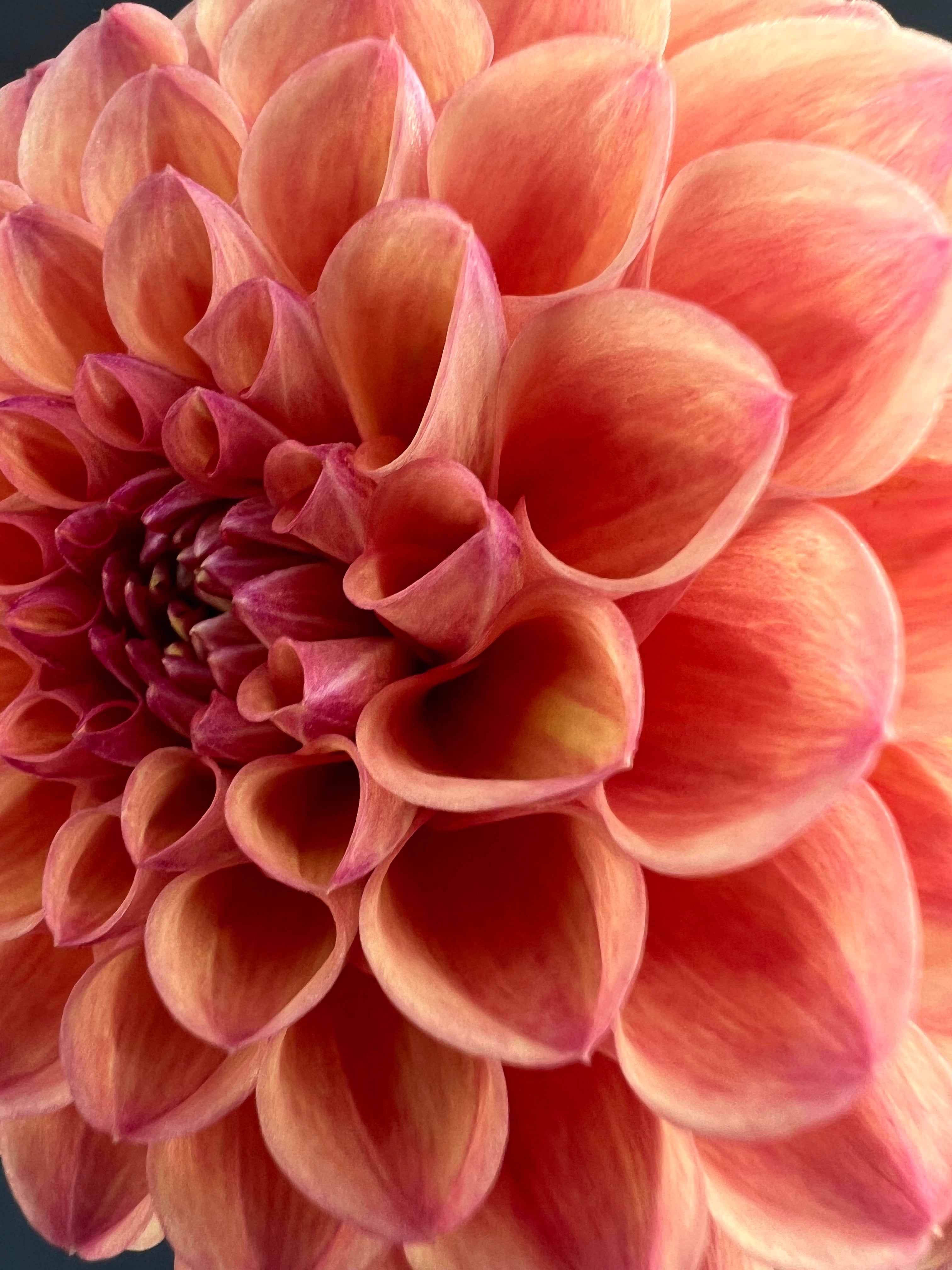 robin hood dahlia bloom with vibrant orange petals, grown from high-quality tubers for sale