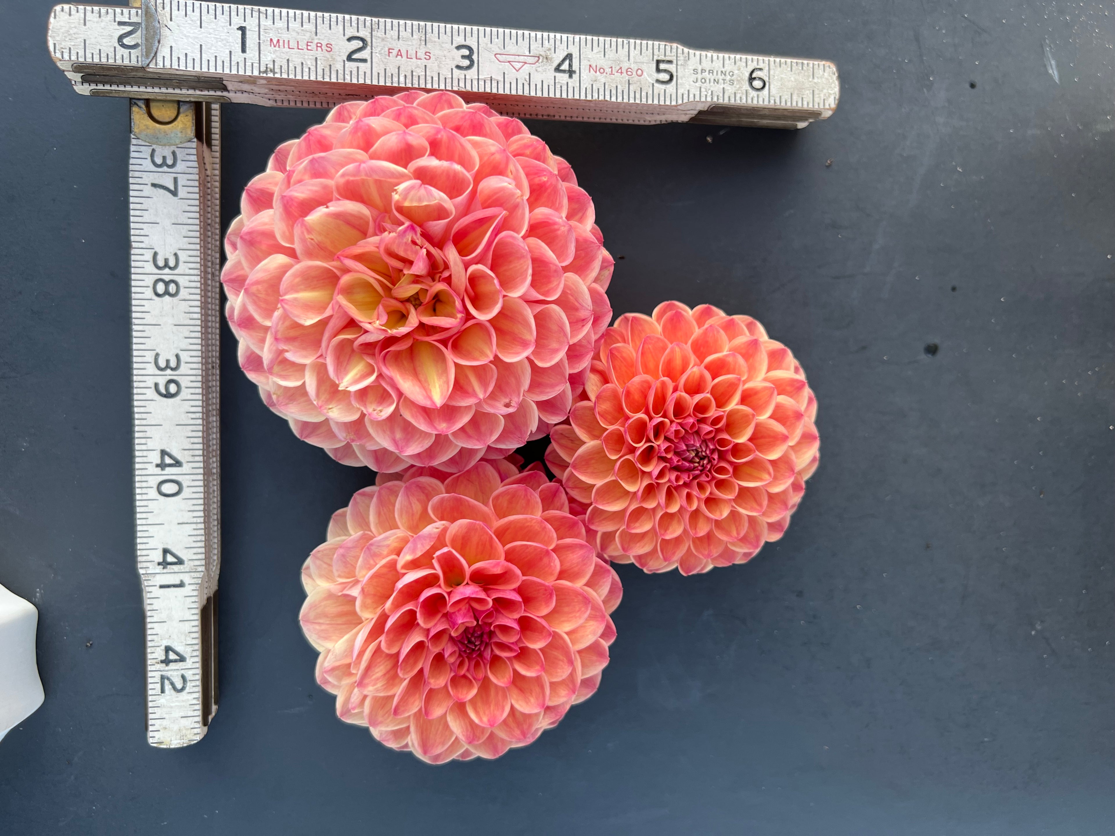 robin hood dahlia bloom with vibrant orange petals, grown from high-quality tubers for sale