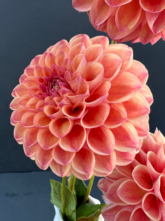 robin hood dahlia bloom with vibrant orange petals, grown from high-quality tubers for sale