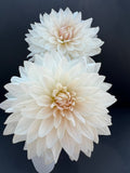 roque starburst dahlia bloom with vibrant white petals, grown from high-quality tubers for sale