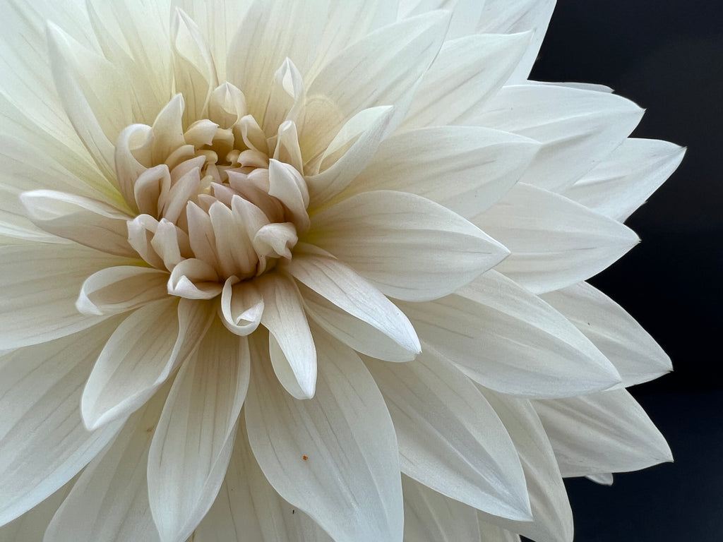 roque starburst dahlia bloom with vibrant white petals, grown from high-quality tubers for sale