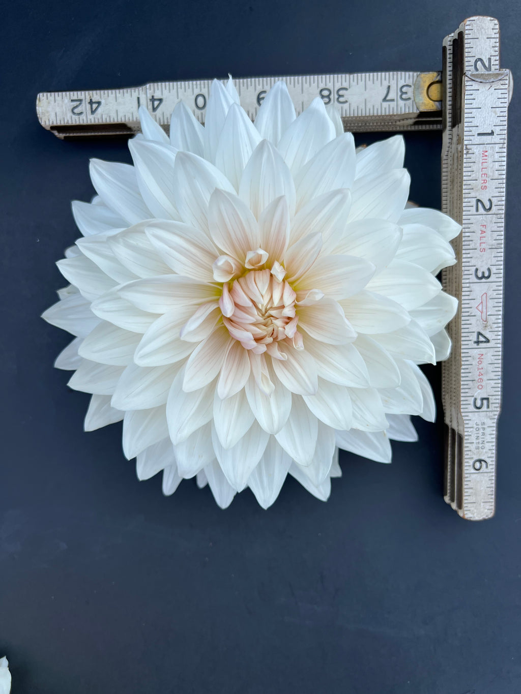 roque starburst dahlia bloom with vibrant white petals, grown from high-quality tubers for sale
