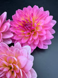 Ruthie G - Dahlia