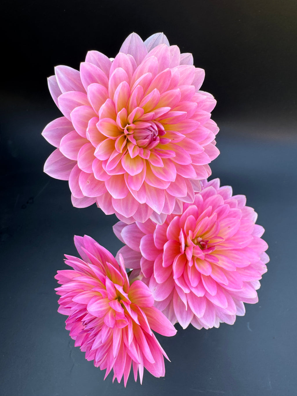 Ruthie G - Dahlia