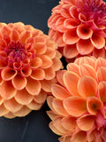 SC Blood Orange - Dahlia