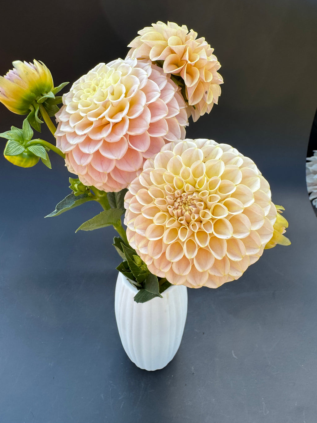 SC Cinder Rose - Dahlia