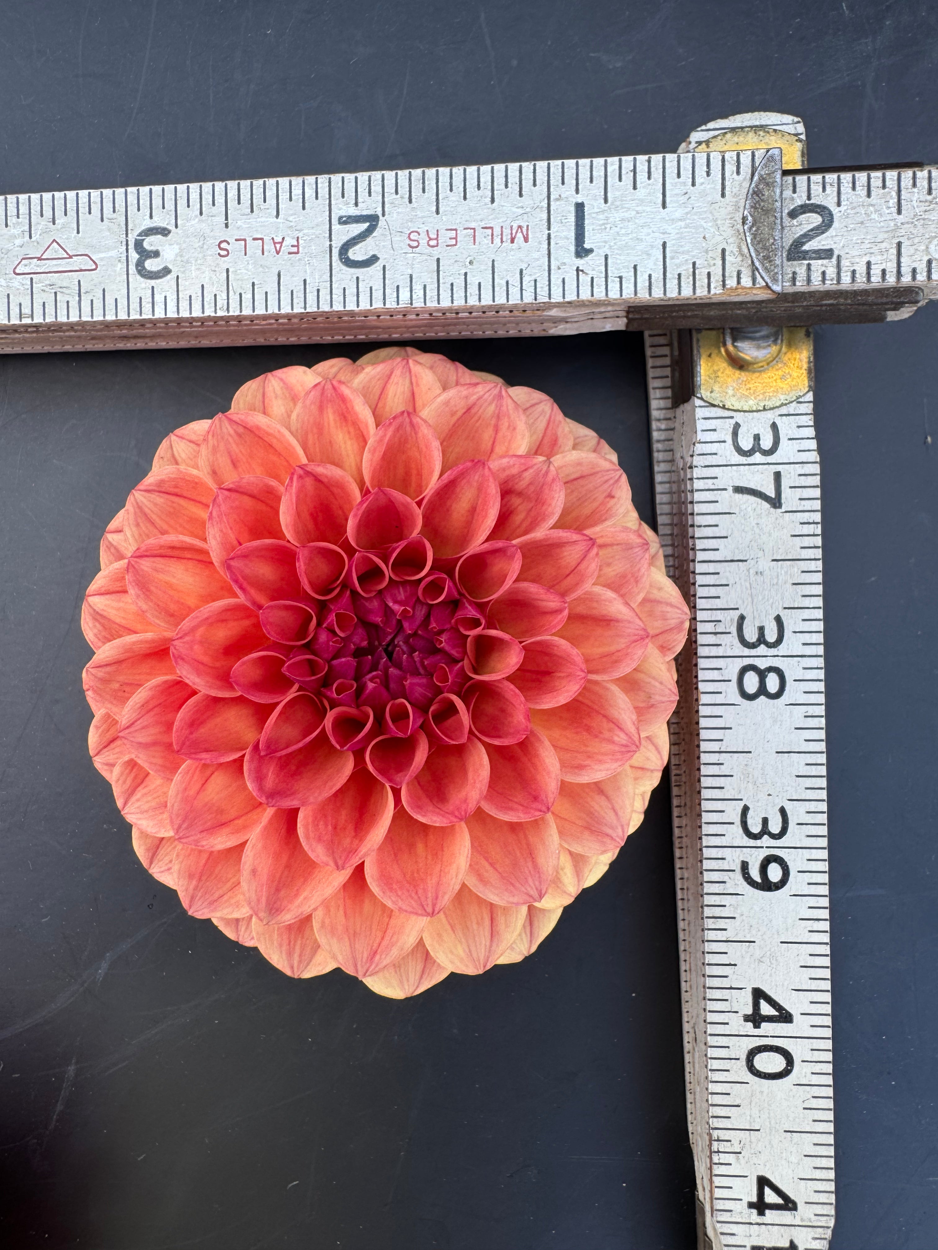 SC Blood Orange - Dahlia