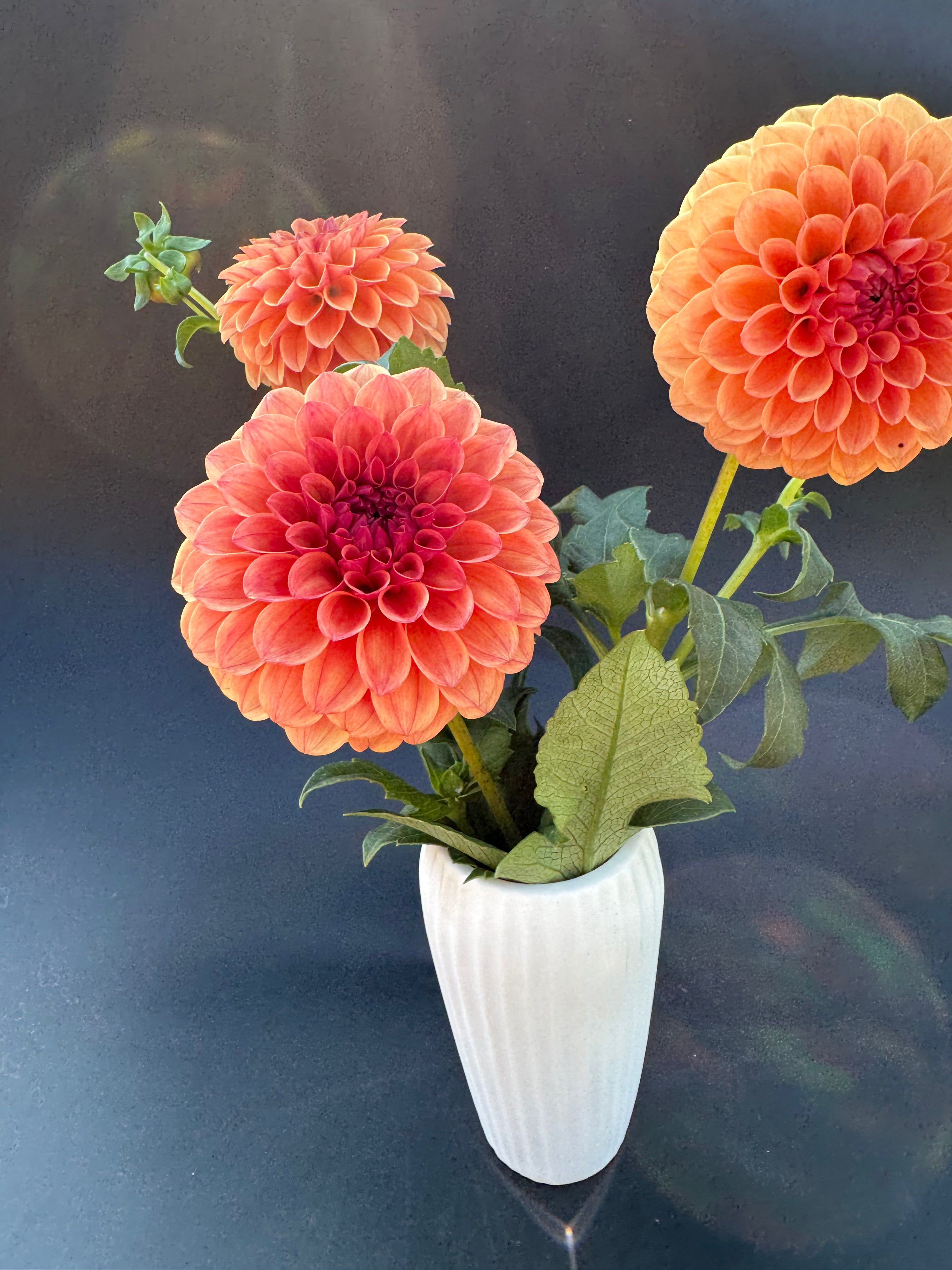 SC Blood Orange - Dahlia