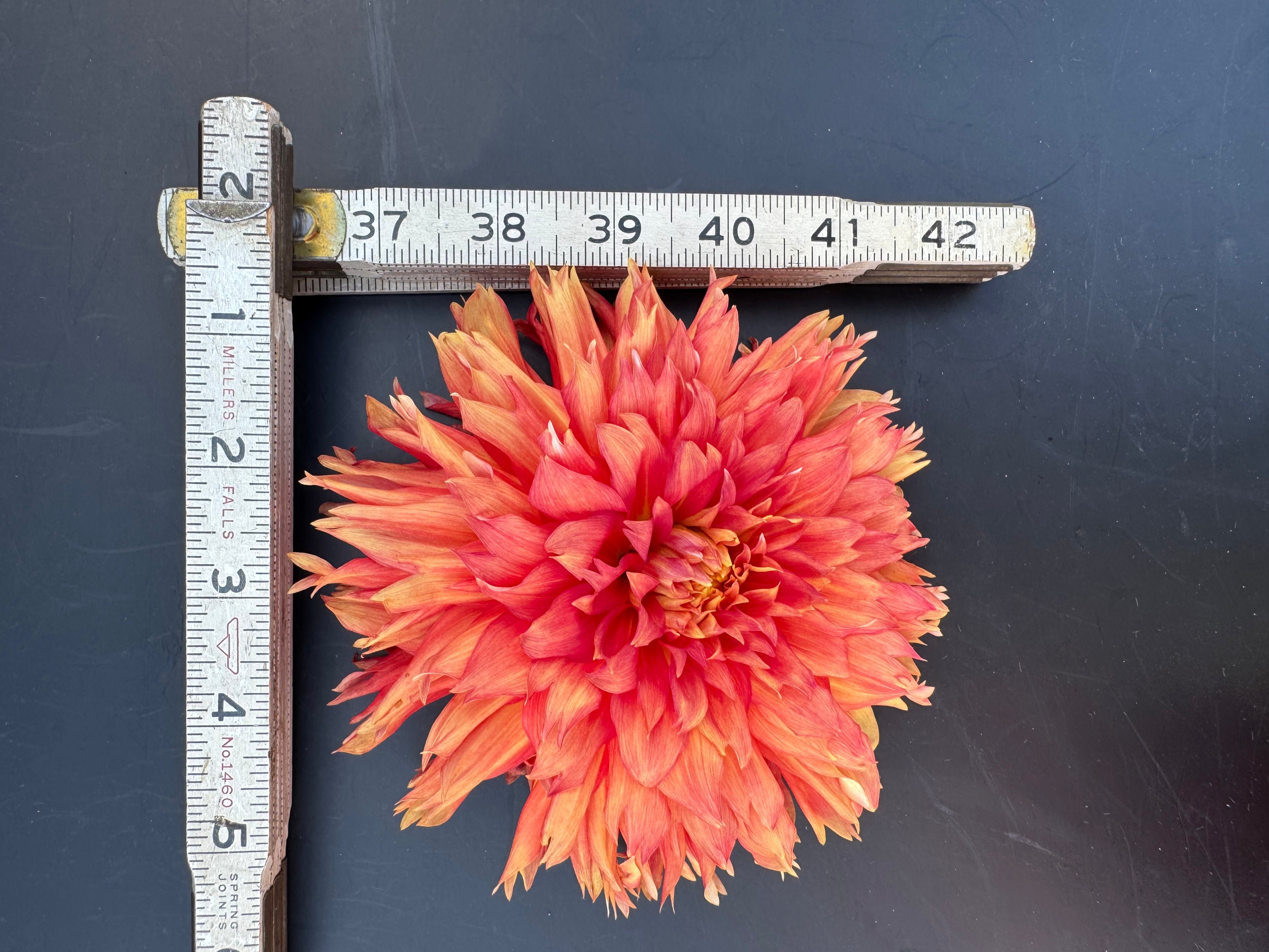 SC Peppercorn - Dahlia