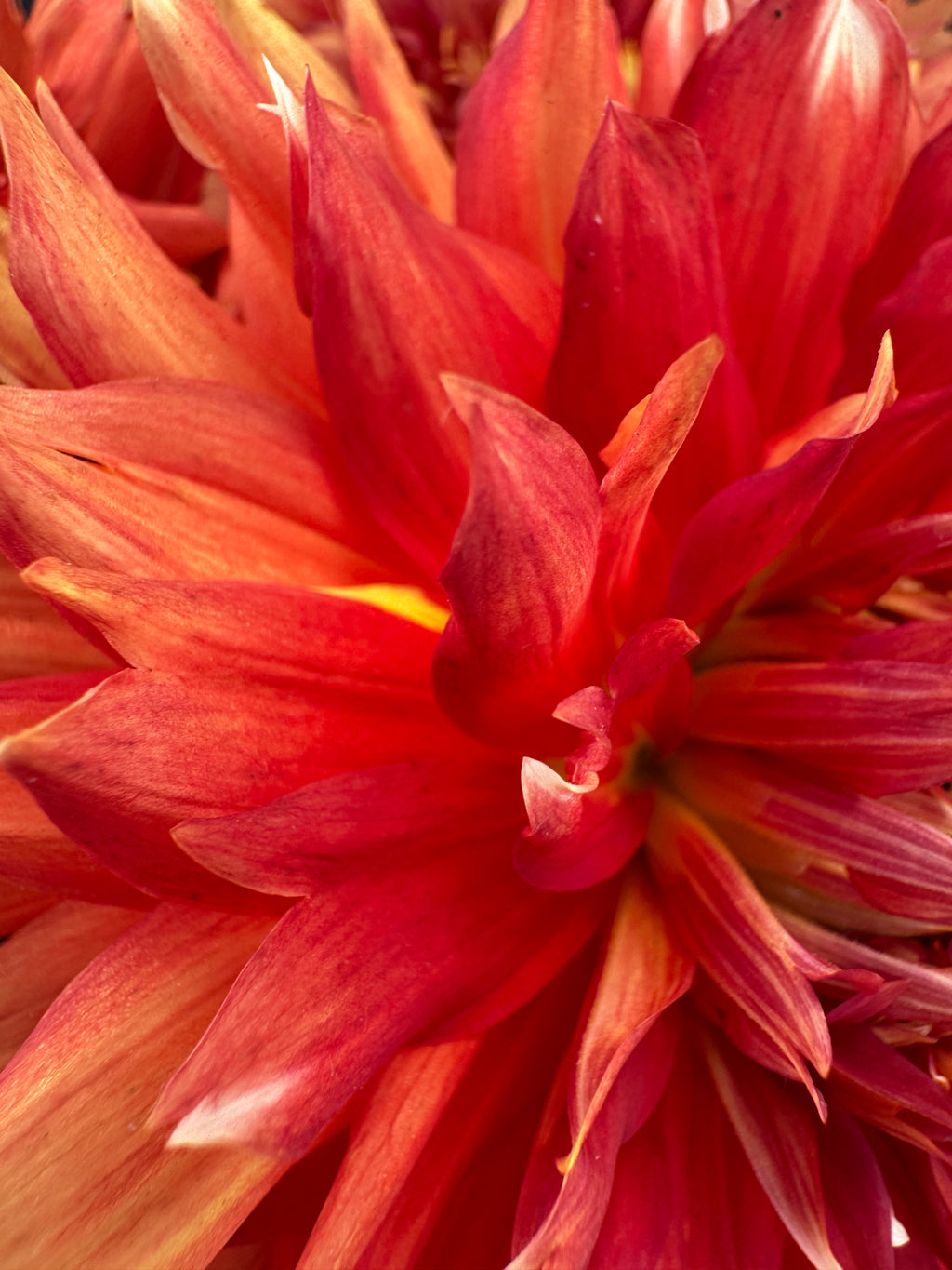 SC Peppercorn - Dahlia