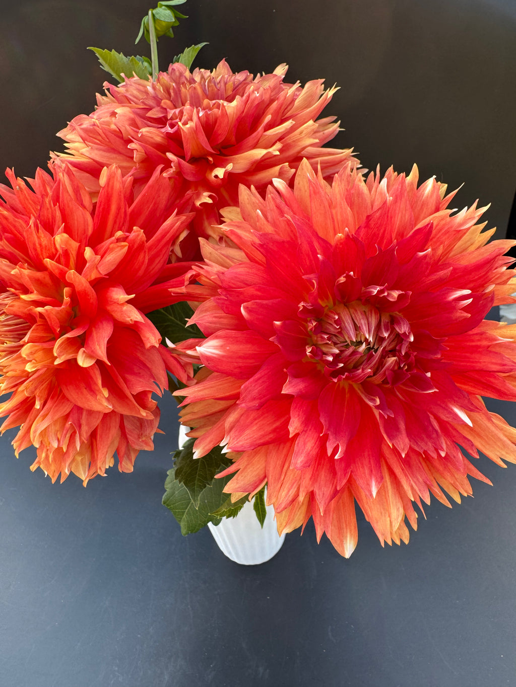 SC Peppercorn - Dahlia