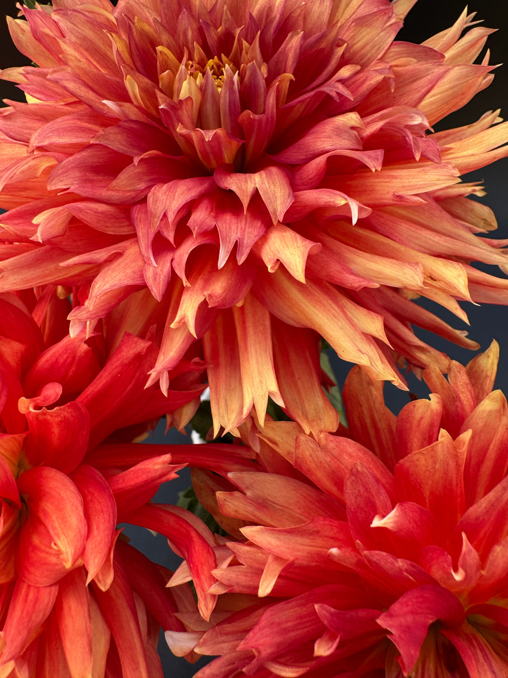 SC Peppercorn - Dahlia