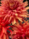 SC Peppercorn - Dahlia
