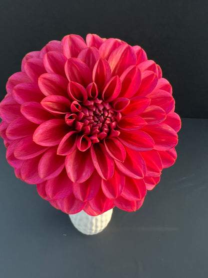 salmon runner dahlia bloom with vibrant pink-dark pink petals, grown from high-quality tubers for sale