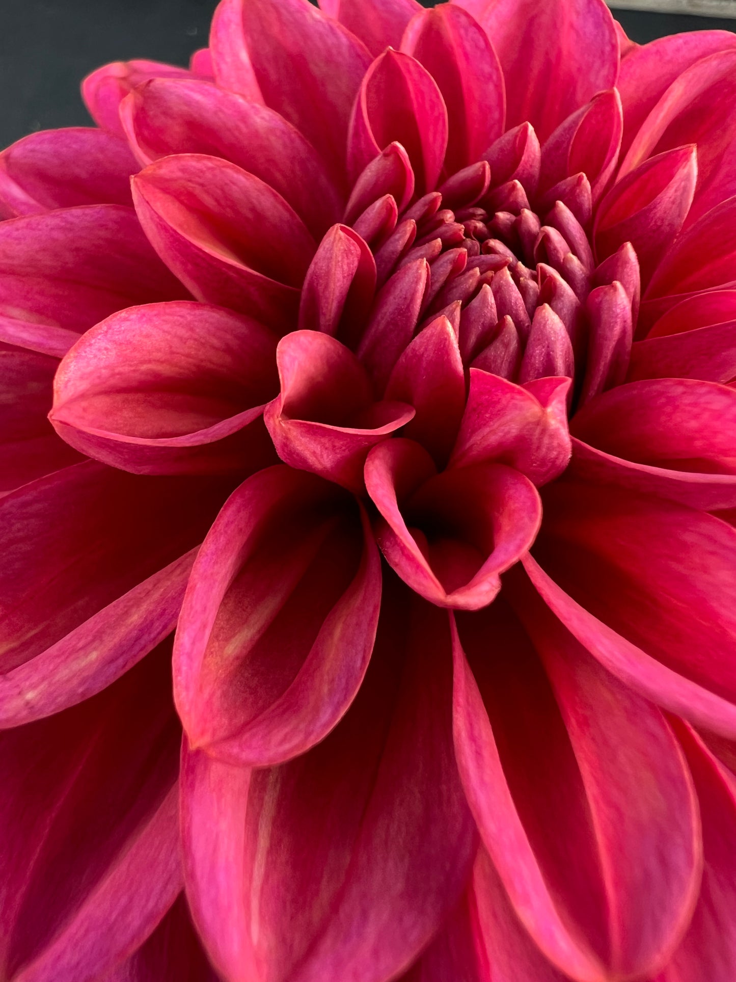 salmon runner dahlia bloom with vibrant pink-dark pink petals, grown from high-quality tubers for sale