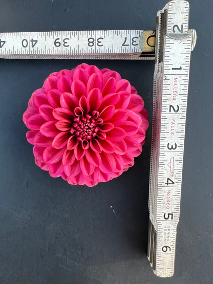 salmon runner dahlia bloom with vibrant pink-dark pink petals, grown from high-quality tubers for sale