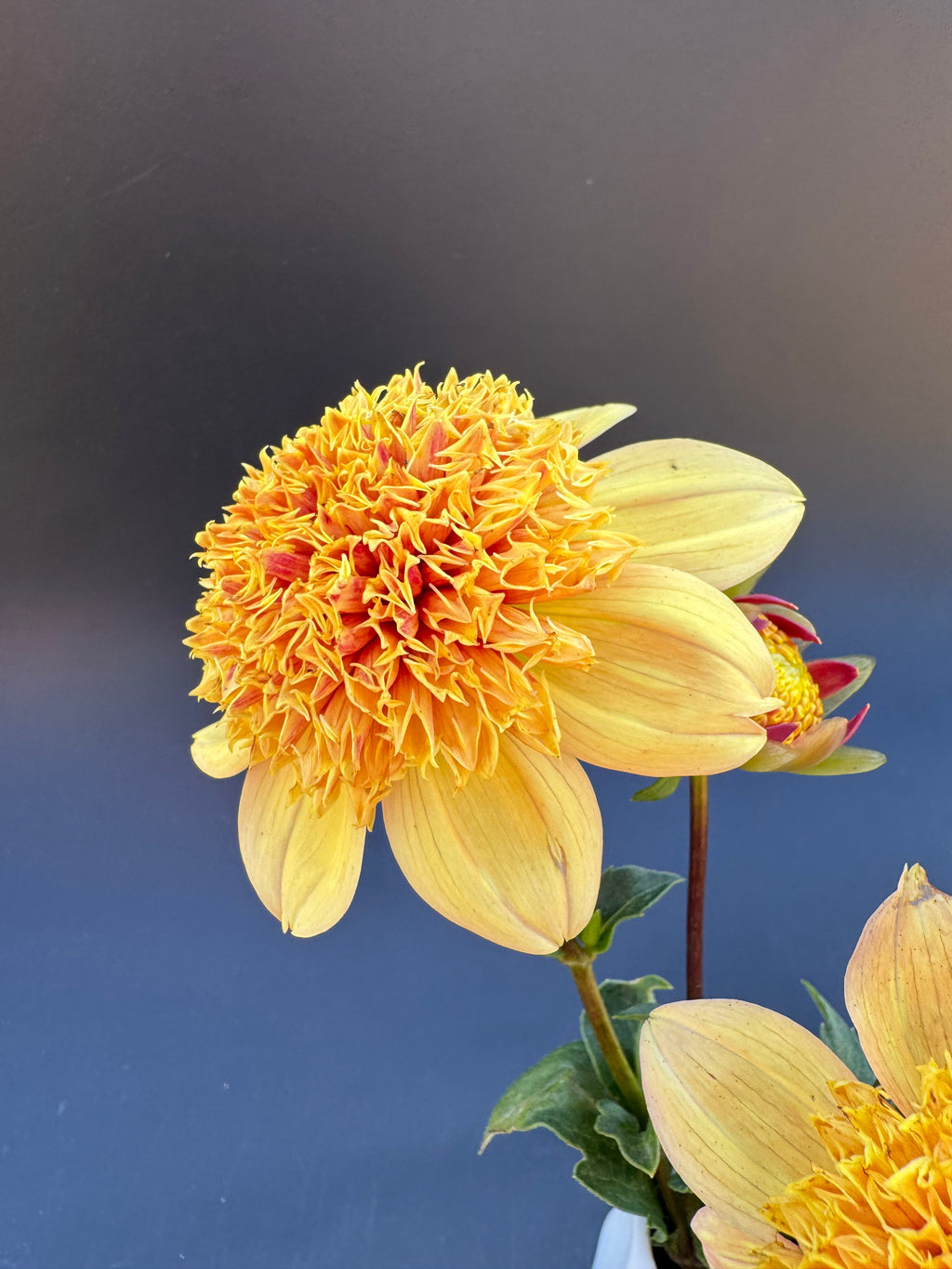 Sandia Brocade - Dahlia