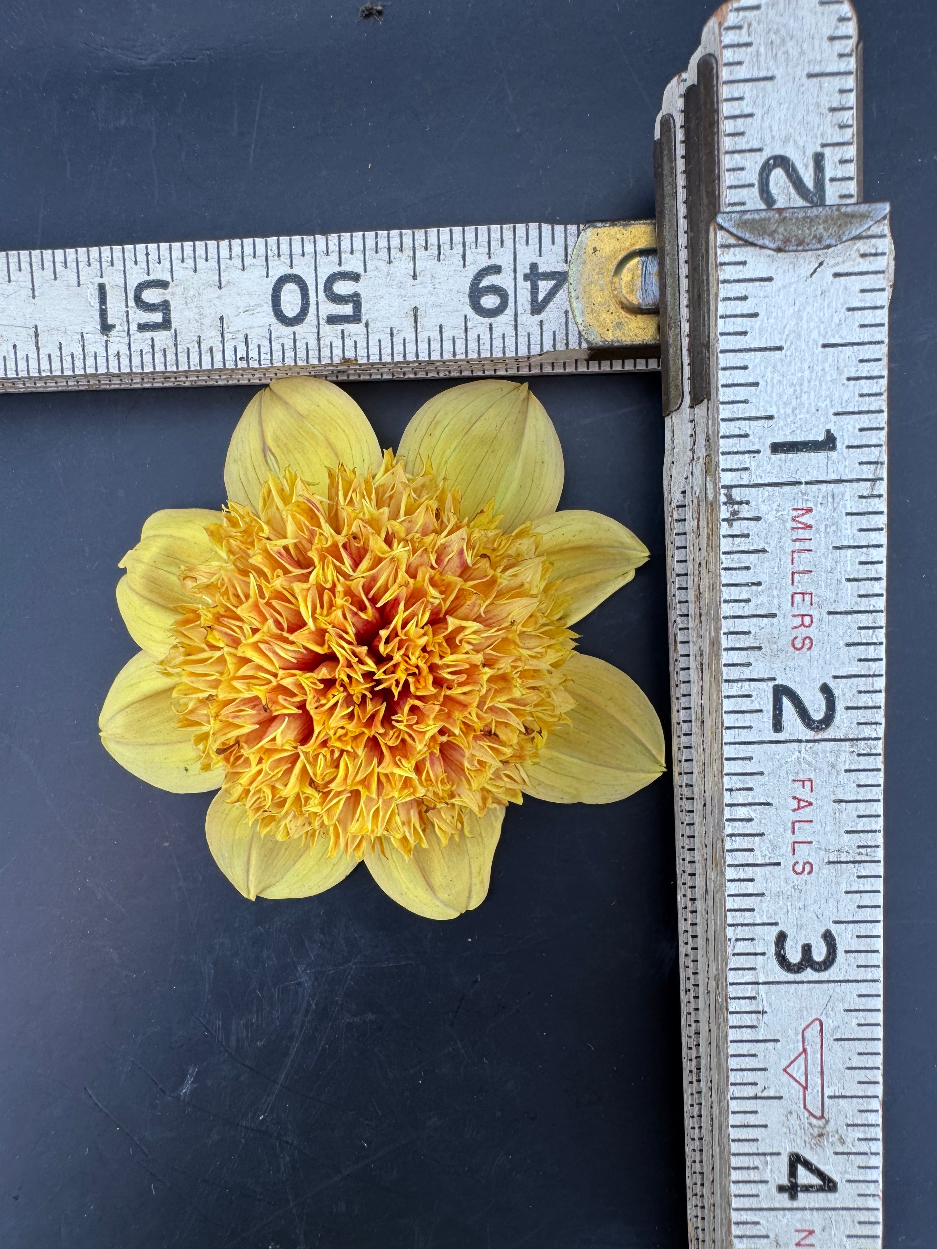 Sandia Brocade - Dahlia