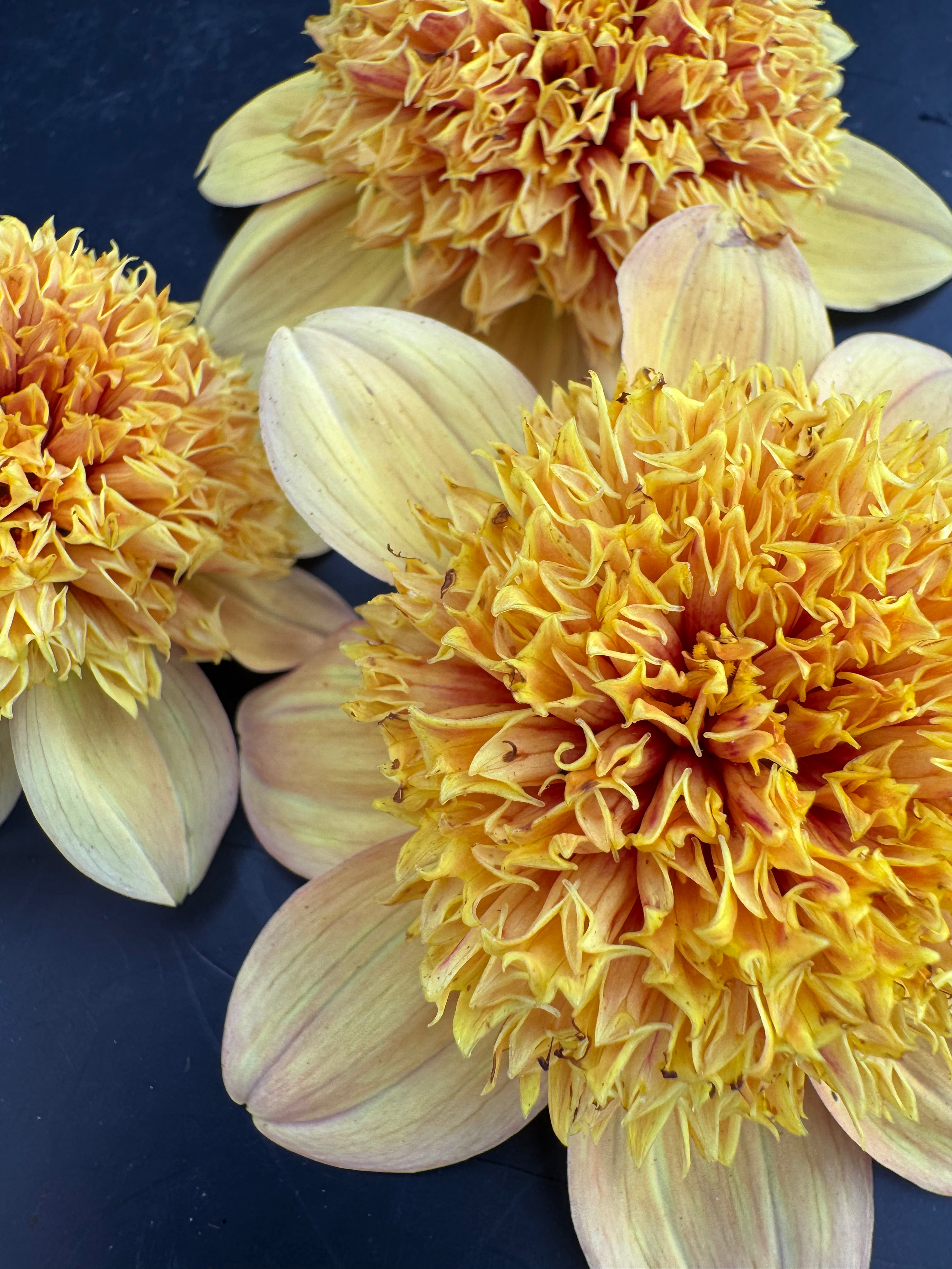 Sandia Brocade - Dahlia