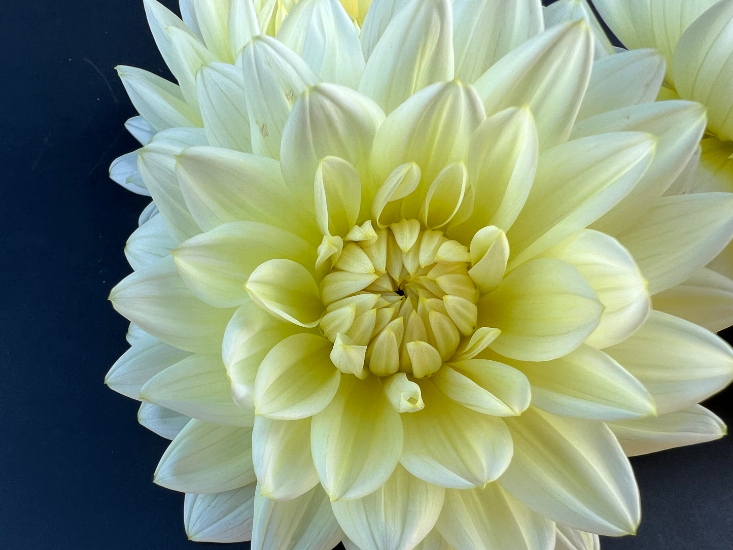 sandia showboat dahlia bloom with vibrant yellow-cream-white petals, grown from high-quality tubers for sale