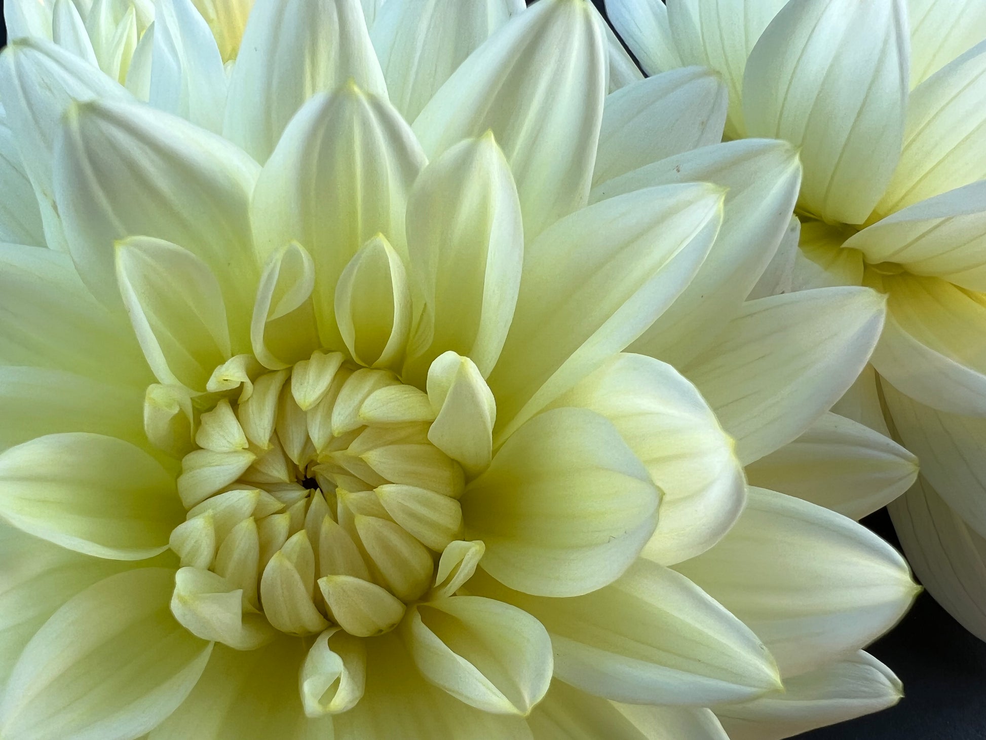 sandia showboat dahlia bloom with vibrant yellow-cream-white petals, grown from high-quality tubers for sale