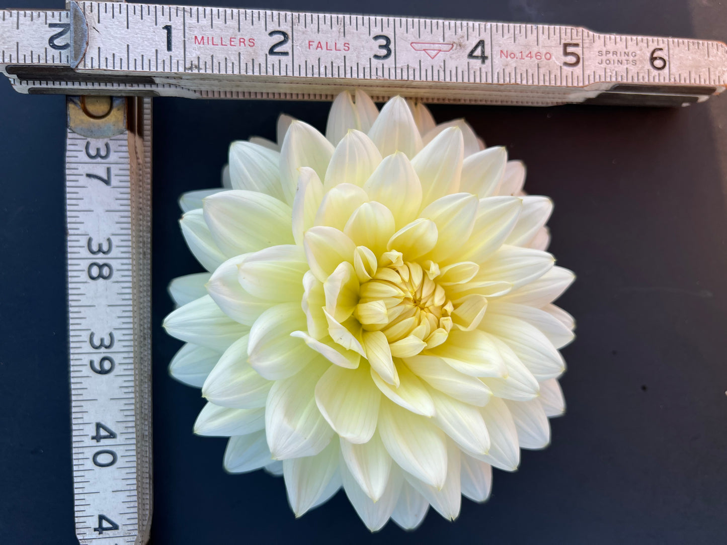 sandia showboat dahlia bloom with vibrant yellow-cream-white petals, grown from high-quality tubers for sale