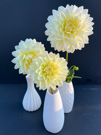 sandia showboat dahlia bloom with vibrant yellow-cream-white petals, grown from high-quality tubers for sale