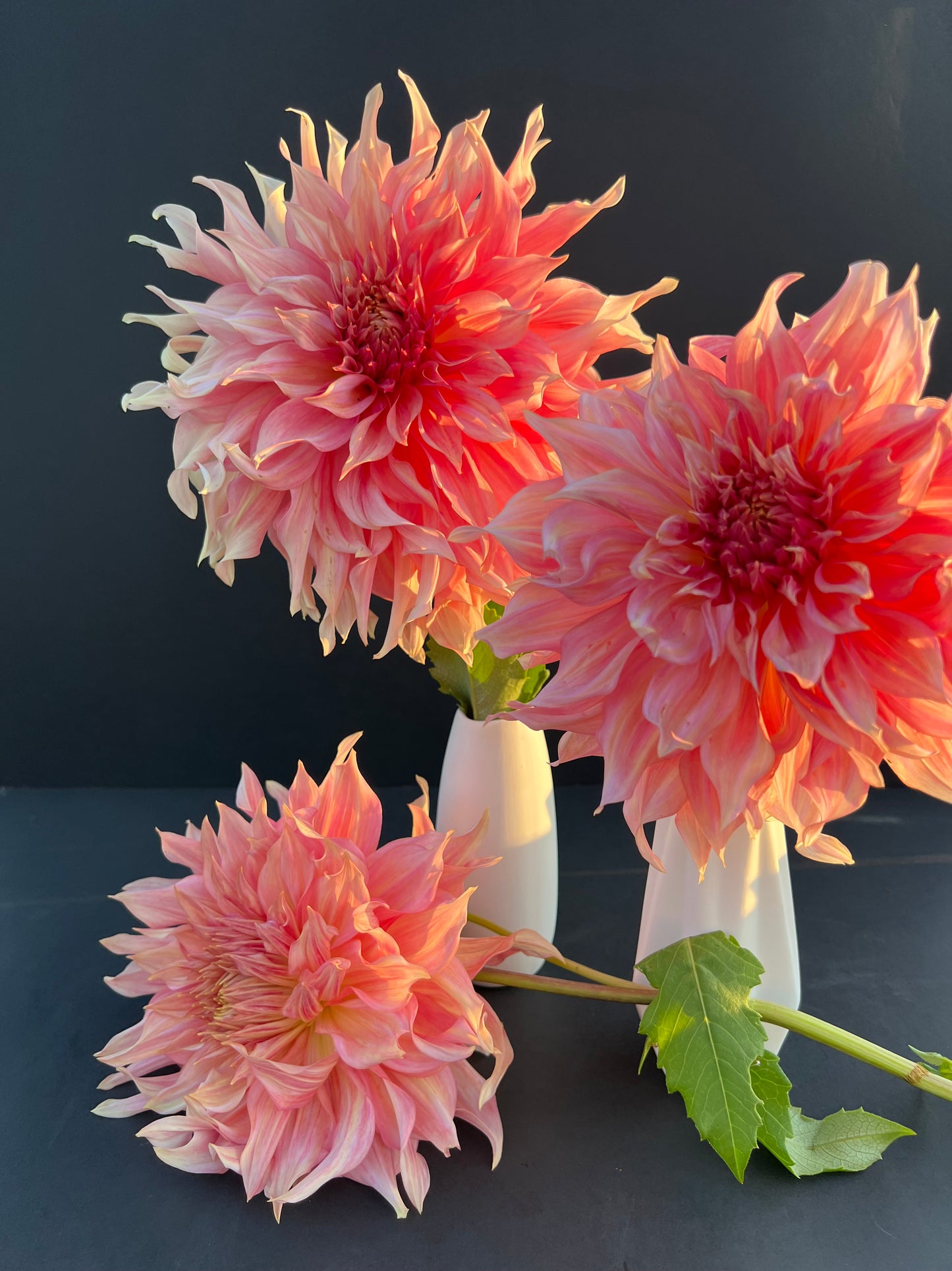 sherwoods peach dahlia bloom with vibrant peach-pink petals, grown from high-quality tubers for sale