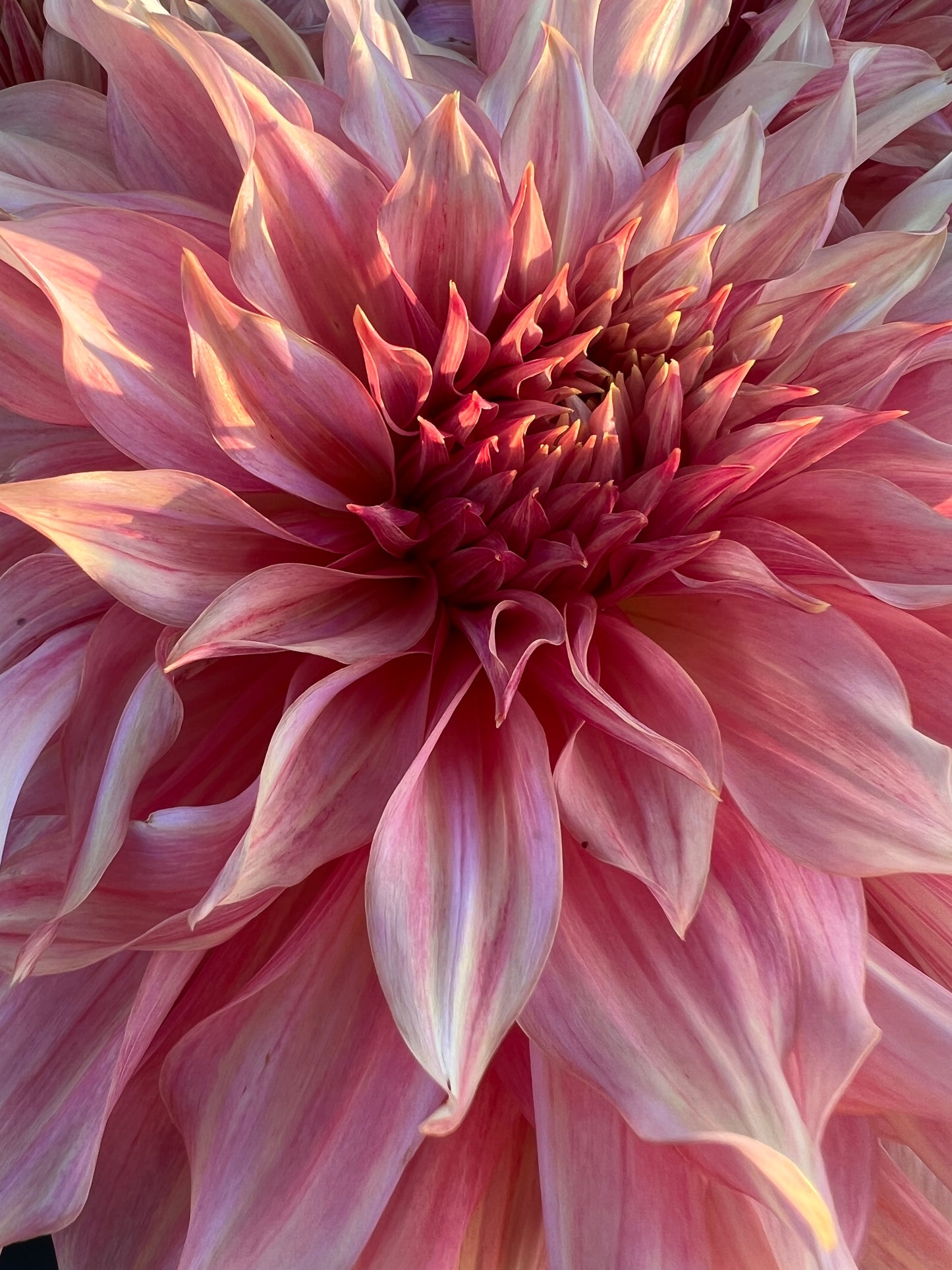 sherwoods peach dahlia bloom with vibrant peach-pink petals, grown from high-quality tubers for sale