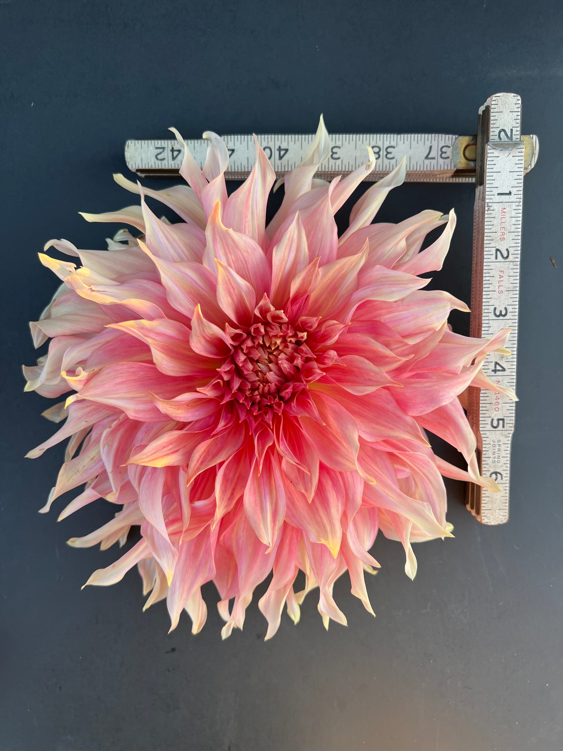 sherwoods peach dahlia bloom with vibrant peach-pink petals, grown from high-quality tubers for sale