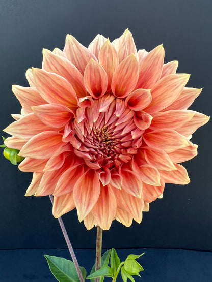 sierra glow dahlia bloom with vibrant bronze-pink petals, grown from high-quality tubers for sale