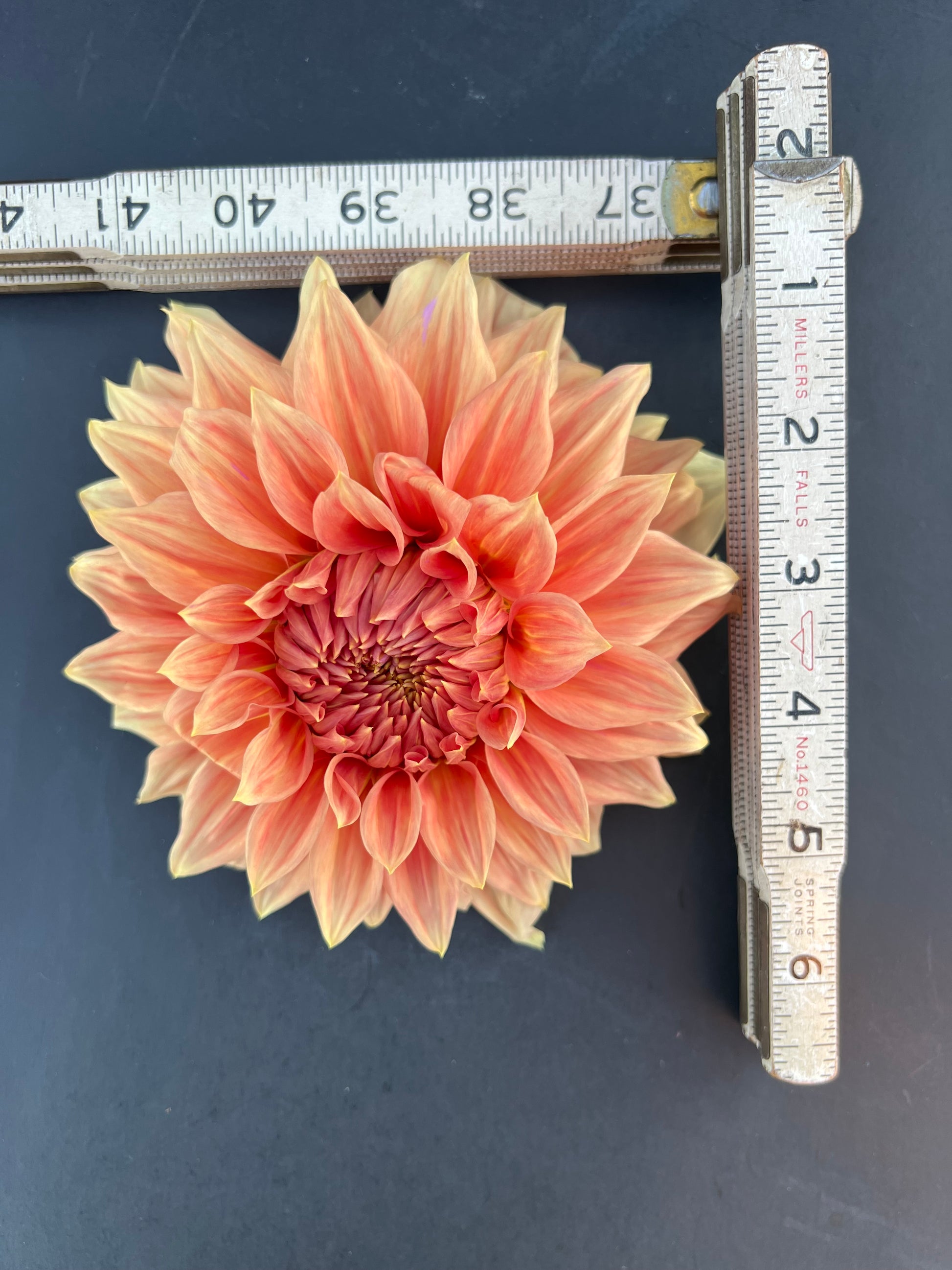 sierra glow dahlia bloom with vibrant bronze-pink petals, grown from high-quality tubers for sale