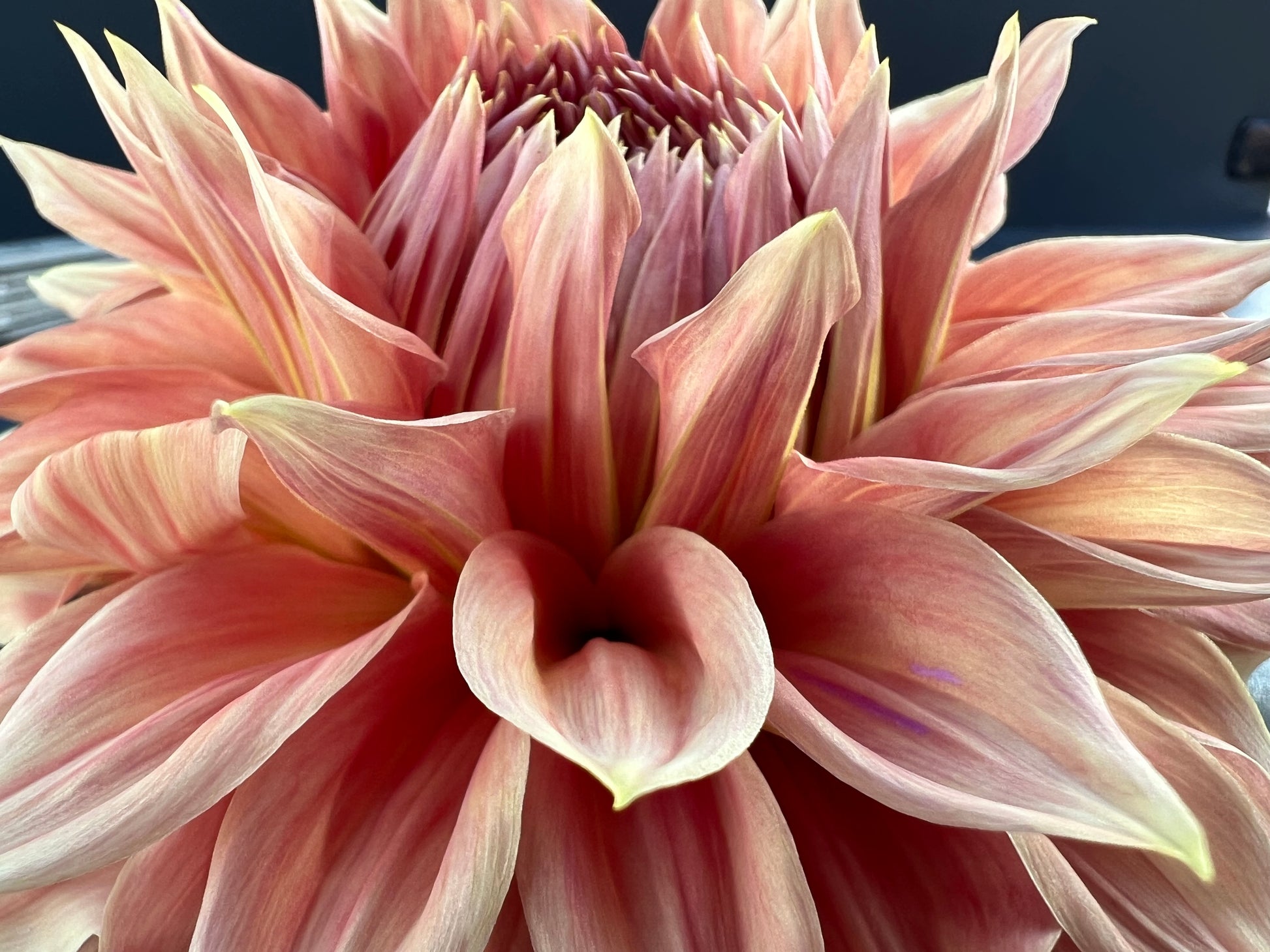 sierra glow dahlia bloom with vibrant bronze-pink petals, grown from high-quality tubers for sale