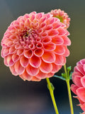 Snoho Doris - Dahlia