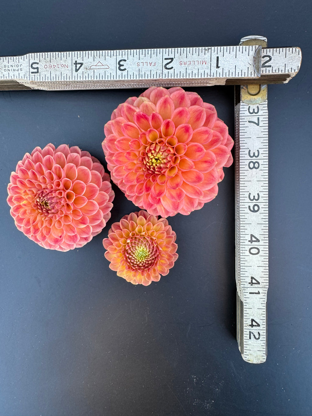 Snoho Doris - Dahlia