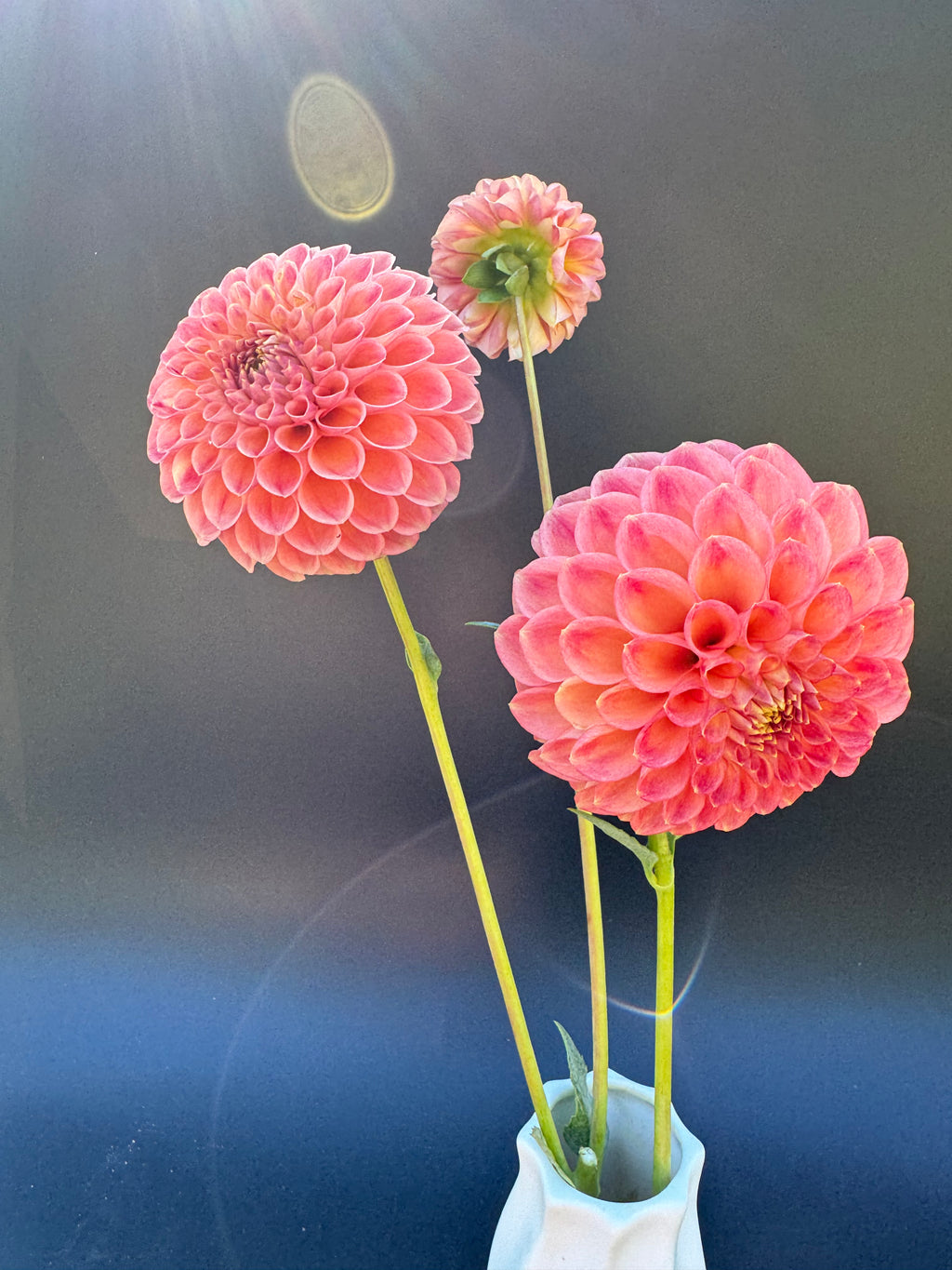 Snoho Doris - Dahlia