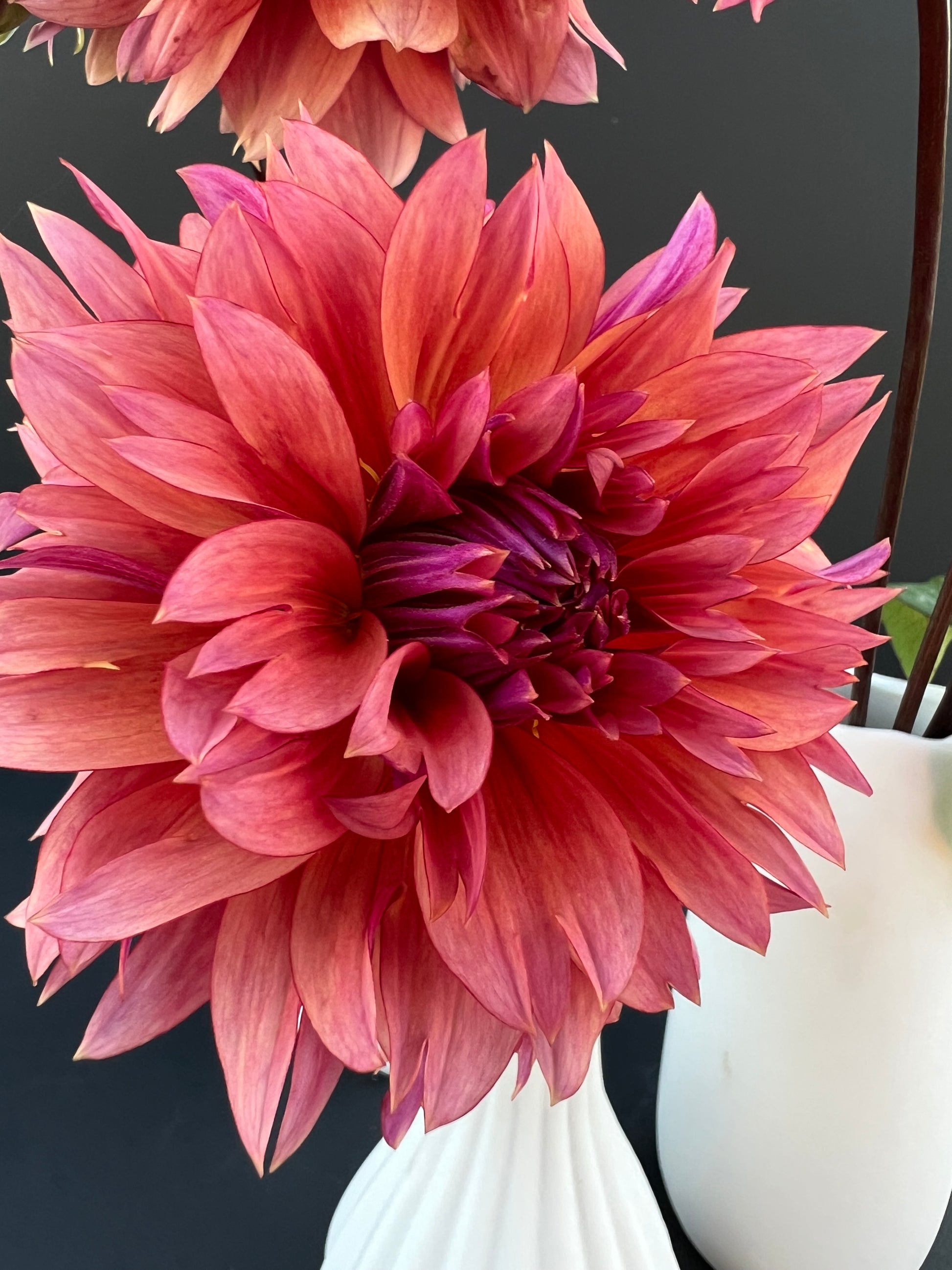 sonic bloom dahlia bloom with vibrant dark pink-pink petals, grown from high-quality tubers for sale