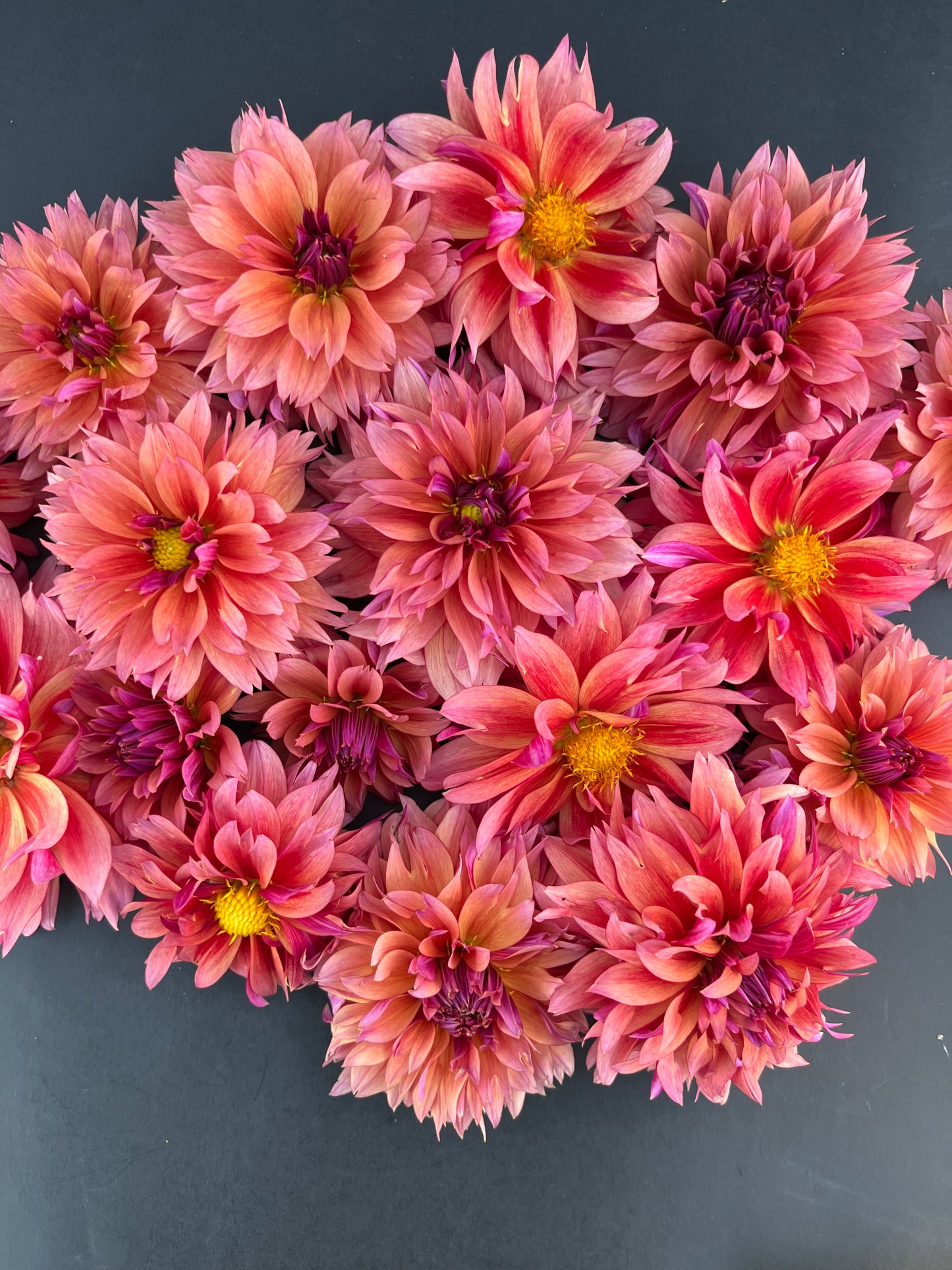 sonic bloom dahlia bloom with vibrant dark pink-pink petals, grown from high-quality tubers for sale