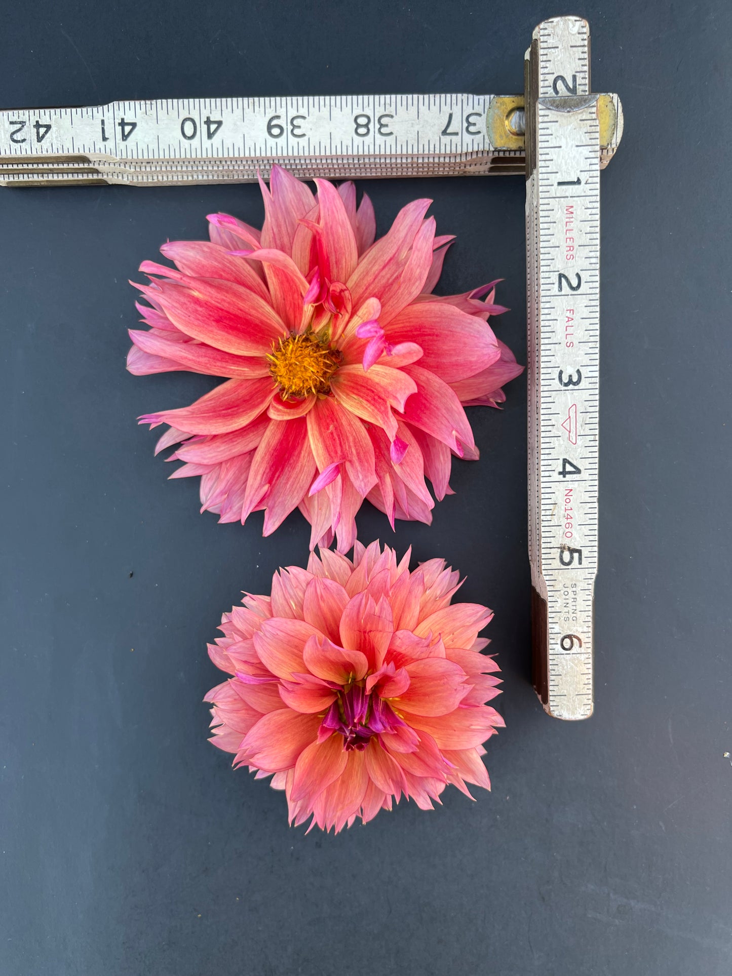 sonic bloom dahlia bloom with vibrant dark pink-pink petals, grown from high-quality tubers for sale