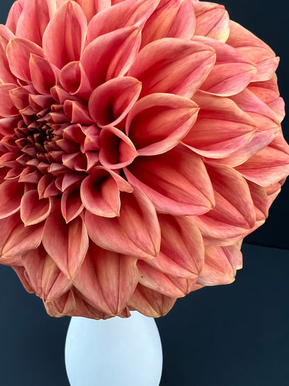 sylvia craig hunter dahlia bloom with vibrant pink-orange-bronze petals, grown from high-quality tubers for sale