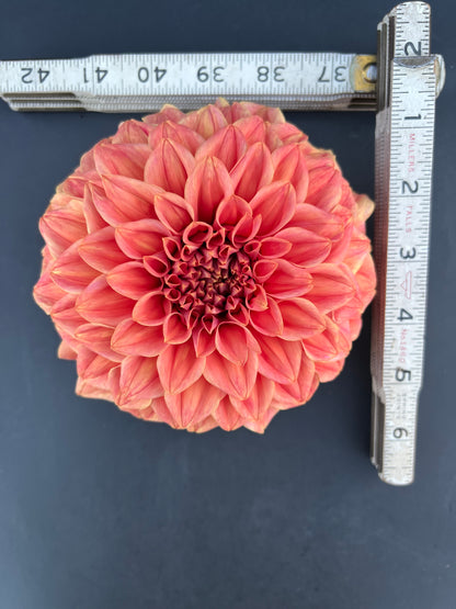 sylvia craig hunter dahlia bloom with vibrant pink-orange-bronze petals, grown from high-quality tubers for sale