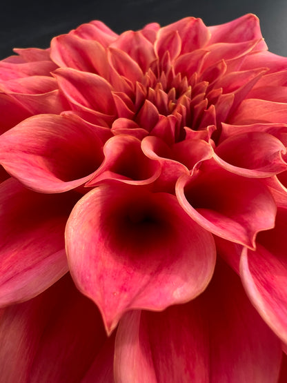 sylvia craig hunter dahlia bloom with vibrant pink-orange-bronze petals, grown from high-quality tubers for sale