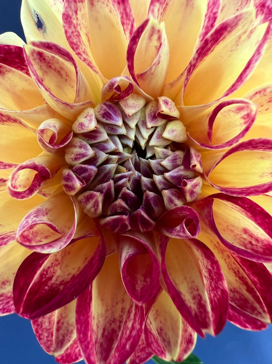 tahoma vivian dahlia bloom with vibrant red-yellow petals, grown from high-quality tubers for sale