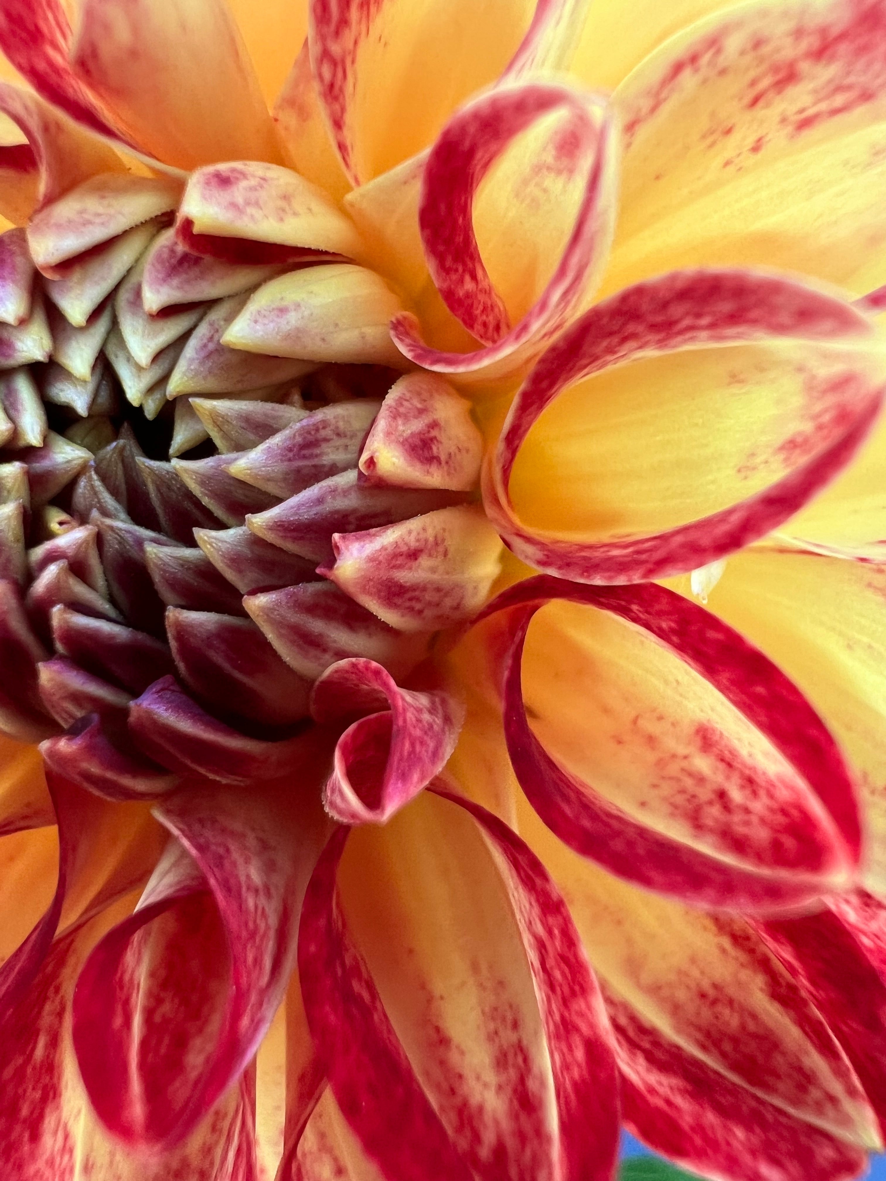 tahoma vivian dahlia bloom with vibrant red-yellow petals, grown from high-quality tubers for sale