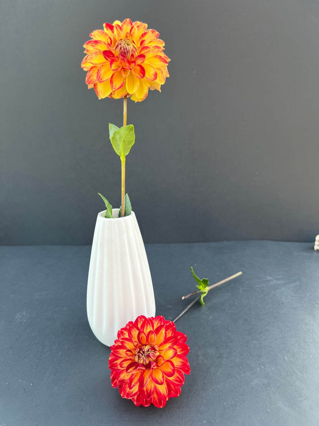 tahoma vivian dahlia bloom with vibrant red-yellow petals, grown from high-quality tubers for sale