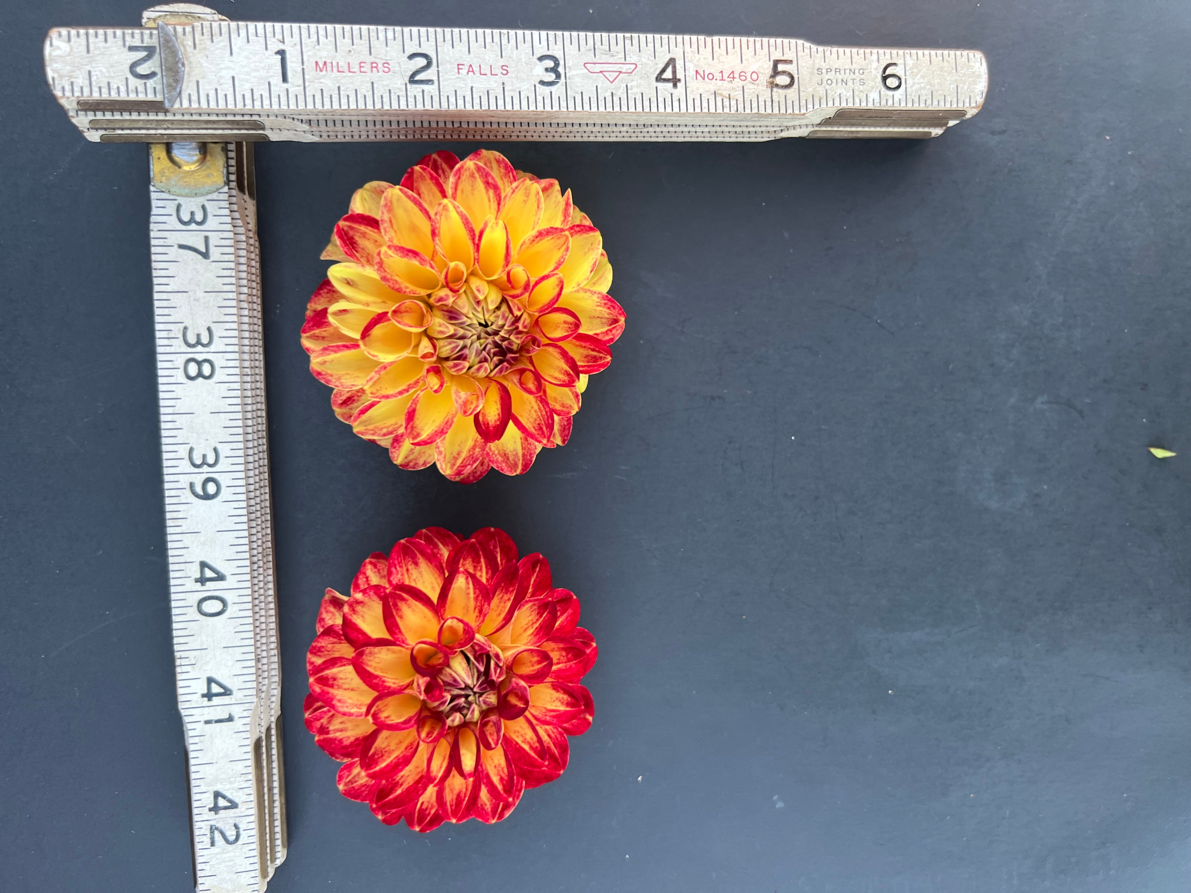 tahoma vivian dahlia bloom with vibrant red-yellow petals, grown from high-quality tubers for sale