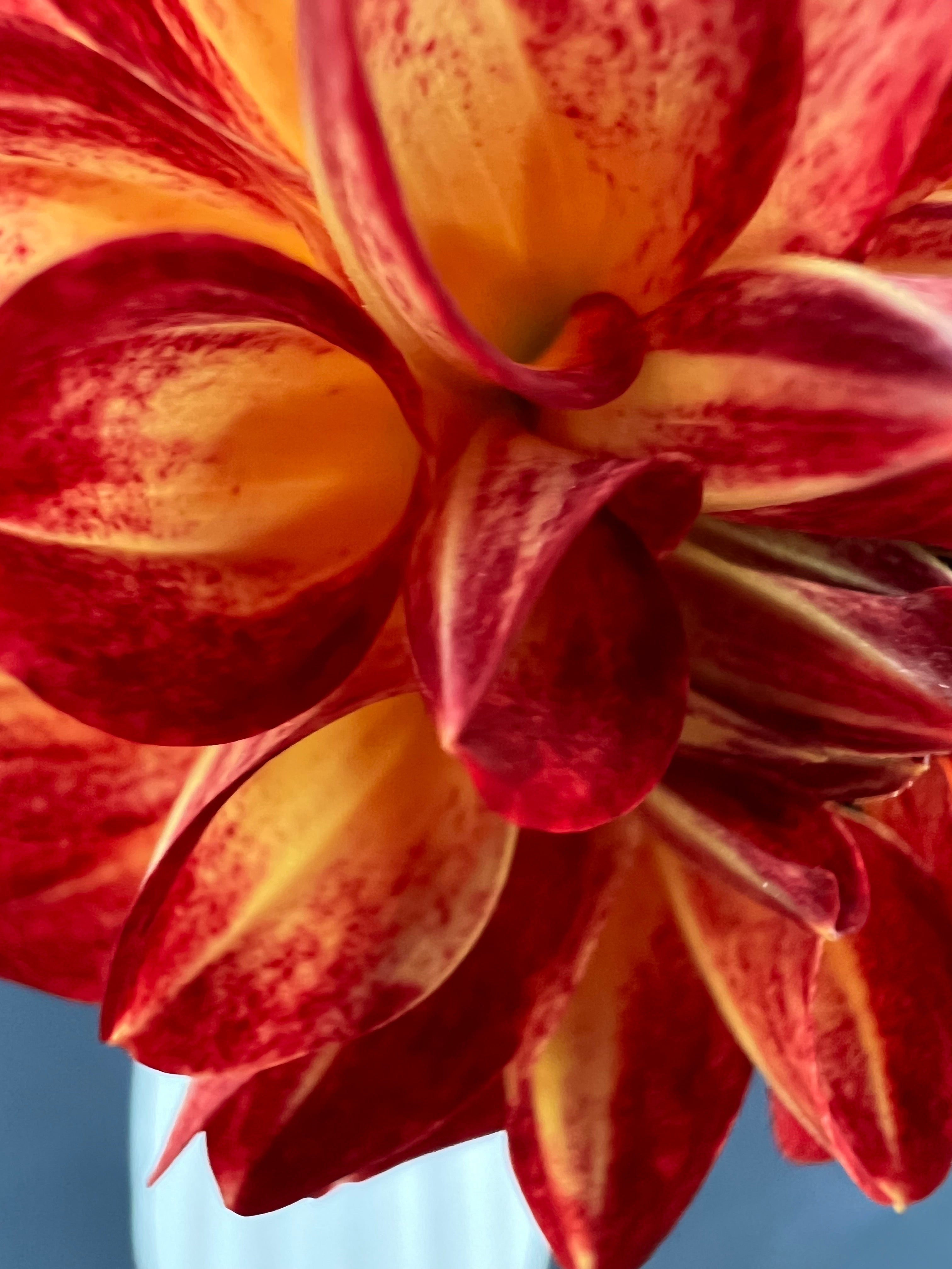 tahoma vivian dahlia bloom with vibrant red-yellow petals, grown from high-quality tubers for sale