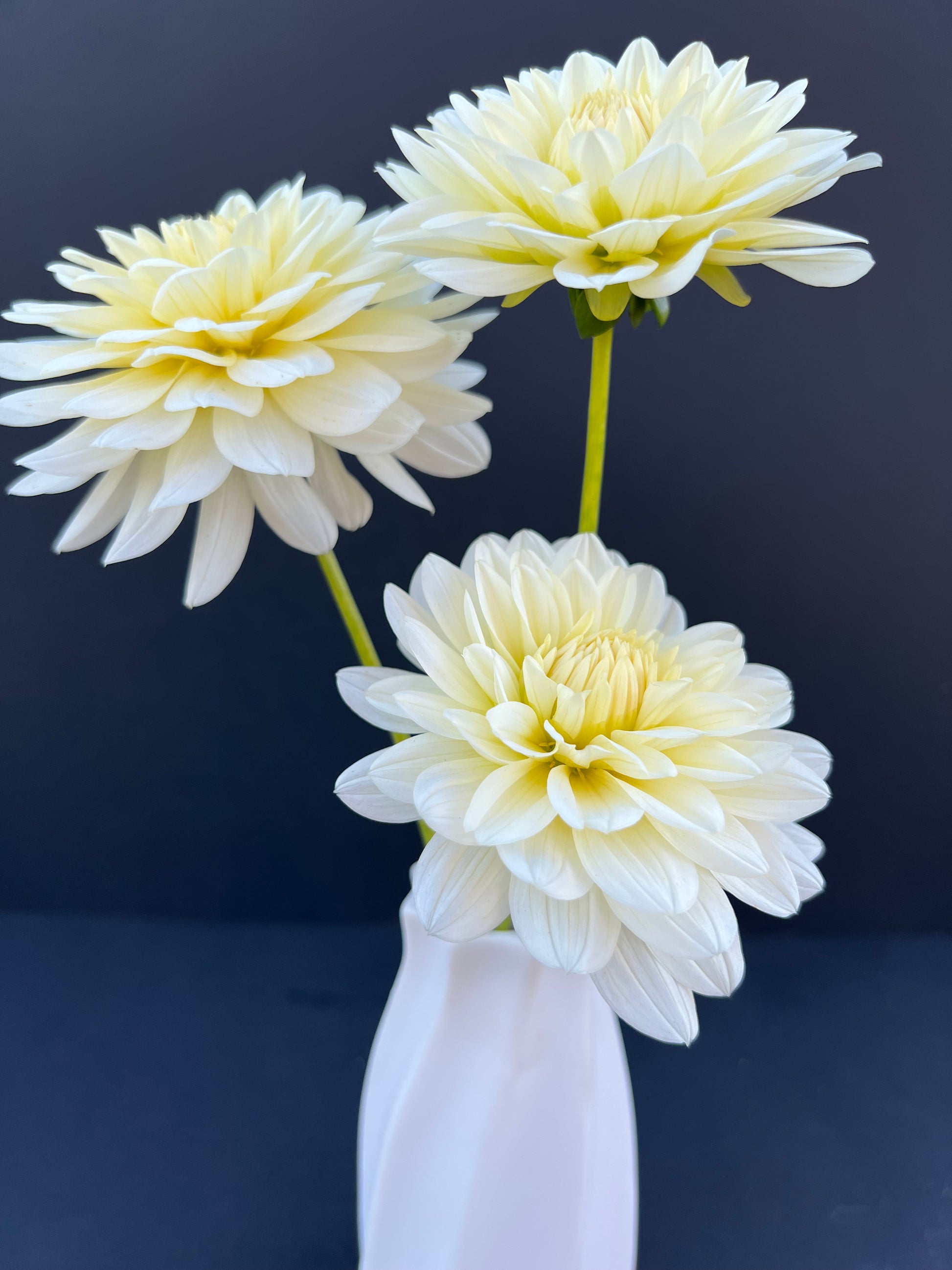 tapioca dahlia bloom with vibrant white-cream petals, grown from high-quality tubers for sale